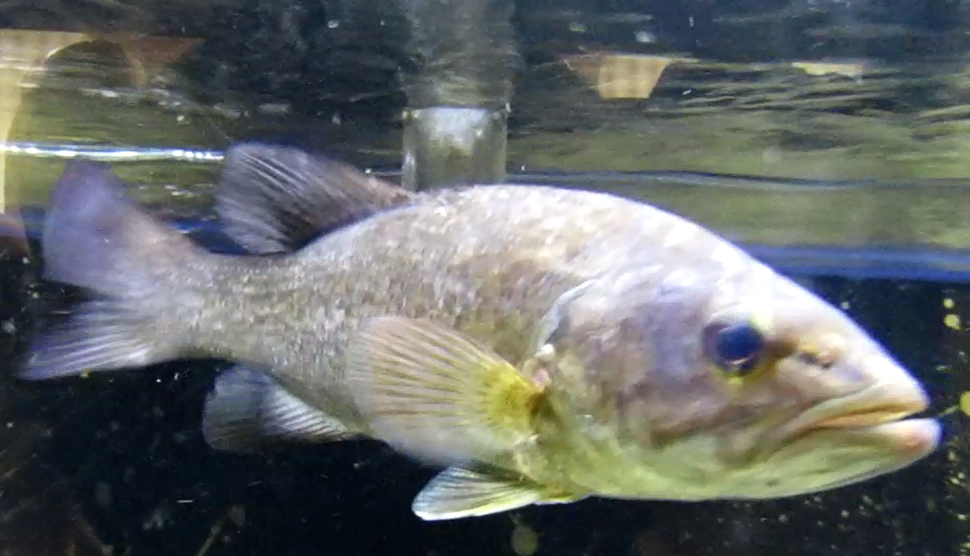 魚類 強影響外来種 なにわの水源びわ湖を守る会